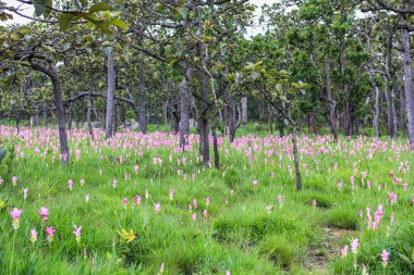 Siyam Lale alanları