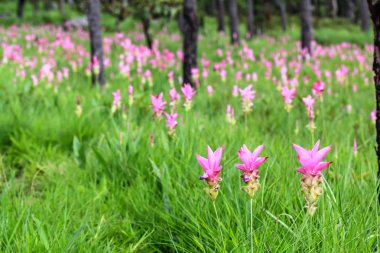 Siyam Lale alanları