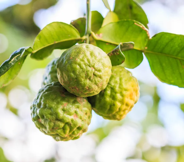 Bergamot on Tree — Stock Photo, Image