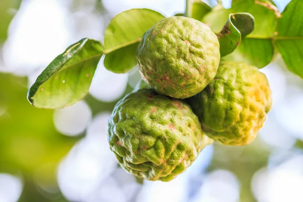 Bergamot on Tree — Stock Photo, Image