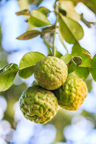 Bergamot on Tree — Stock Photo, Image