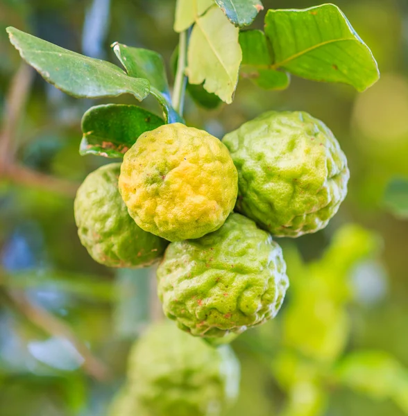 Bergamote sur arbre — Stok fotoğraf