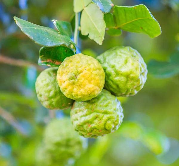 Bergamot on Tree — Stock Photo, Image