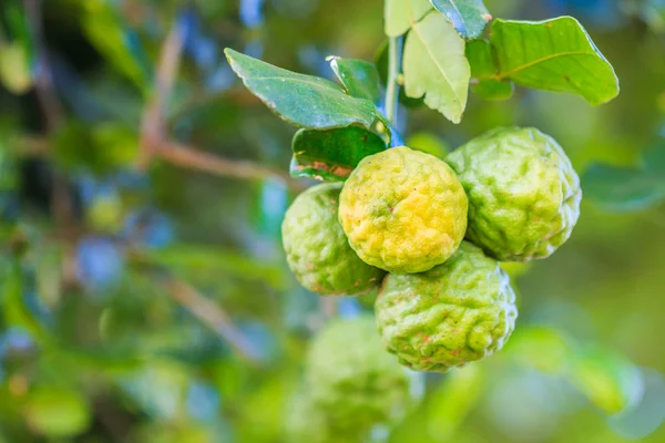 Bergamot na stromě — Stock fotografie