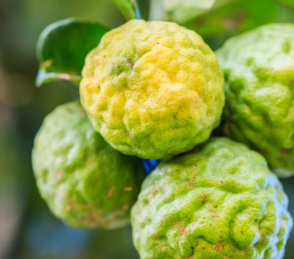 Bergamot on Tree — Stock Photo, Image