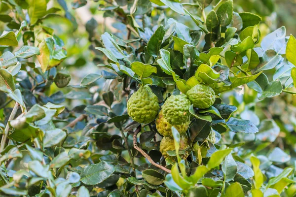 Bergamot on Tree — Stock Photo, Image