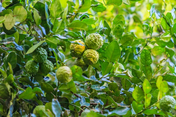 Bergamot on Tree — Stock Photo, Image