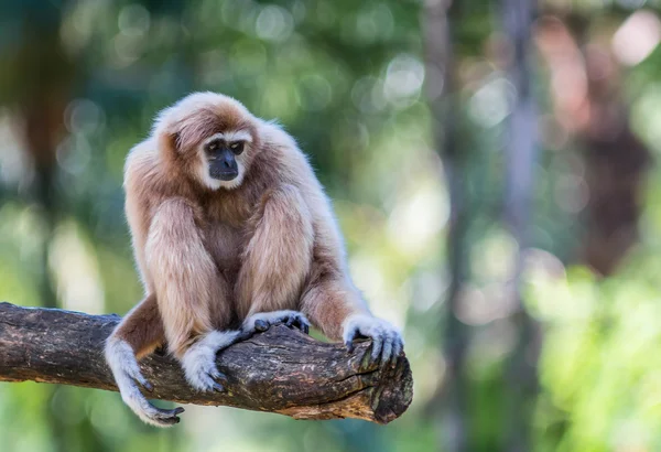 Cheeked Gibbon Putih atau Lar Gibbon — Stok Foto