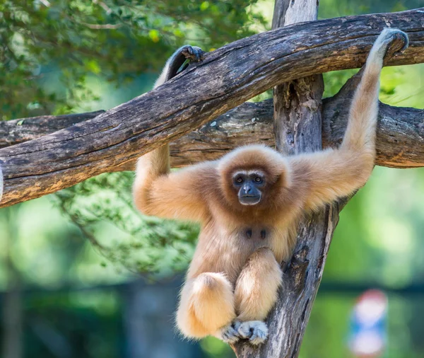 White Cheeked Gibbon or Lar Gibbon — Stock Photo, Image