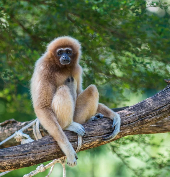 White Cheeked Gibbon or Lar Gibbon — Stock Photo, Image