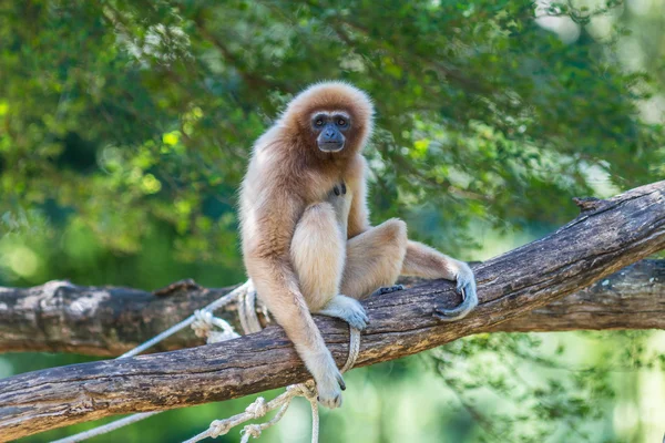 White Cheeked Gibbon or Lar Gibbon — Stock Photo, Image