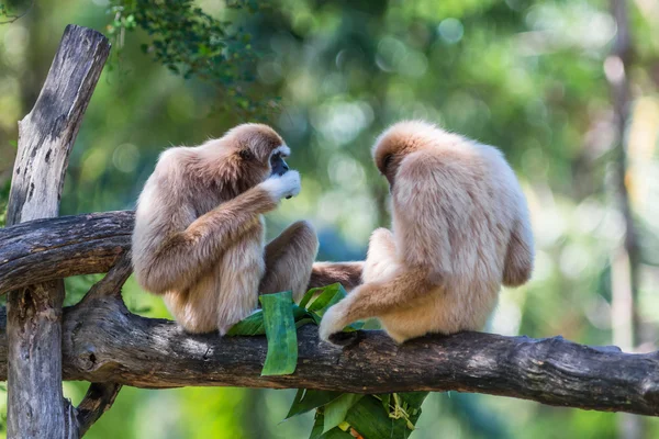 Gibbon de mejillas blancas o Lar Gibbon — Foto de Stock