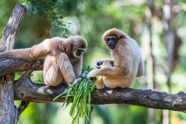 Gibbon sfacciato bianco o Gibbon lar — Foto Stock