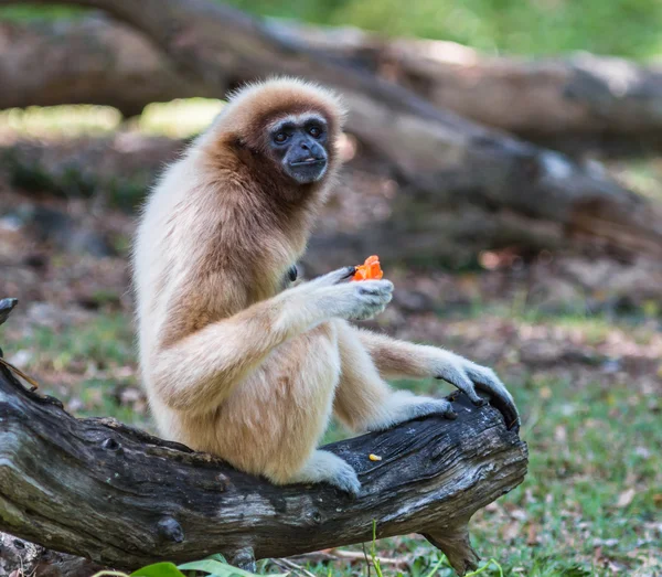 Weißwangengibbon oder Lar-Gibbon — Stockfoto