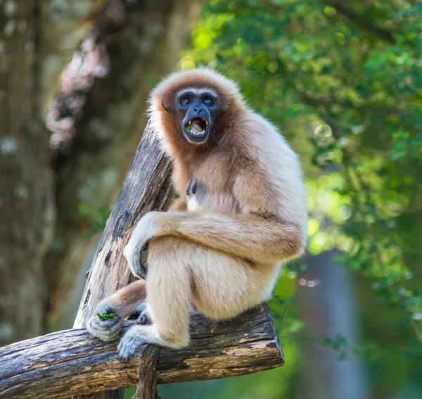 Branco Cheeked Gibbon ou Lar Gibbon — Fotografia de Stock