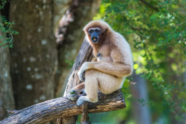 White Cheeked Gibbon or Lar Gibbon — Stock Photo, Image