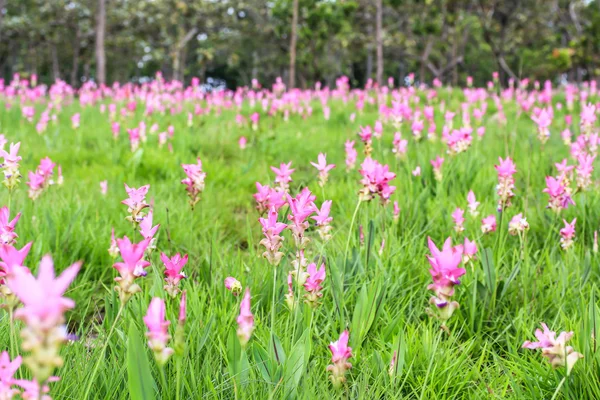 Campos de tulipas siamesas no Parque Nacional Pa Hin Ngam — Fotografia de Stock