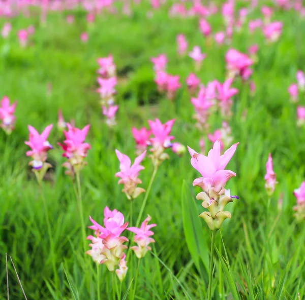 Campos de tulipas siamesas no Parque Nacional Pa Hin Ngam — Fotografia de Stock