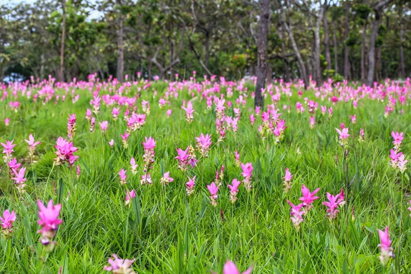 Pola tulipanów Syjamski — Zdjęcie stockowe