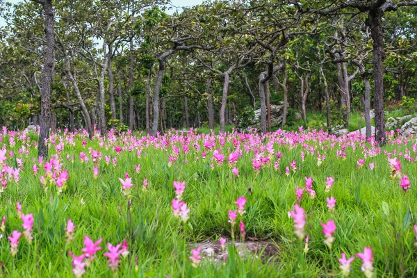 Siamská Tulipánová pole — Stock fotografie