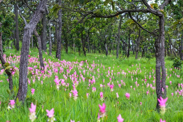 Pola tulipanów Syjamski — Zdjęcie stockowe