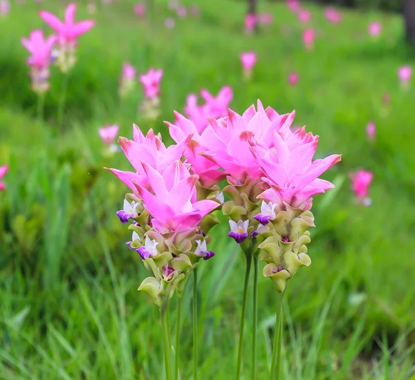 Campi di tulipani siamesi — Foto Stock