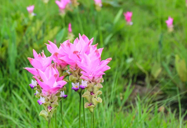 Campos de tulipán siameses — Foto de Stock