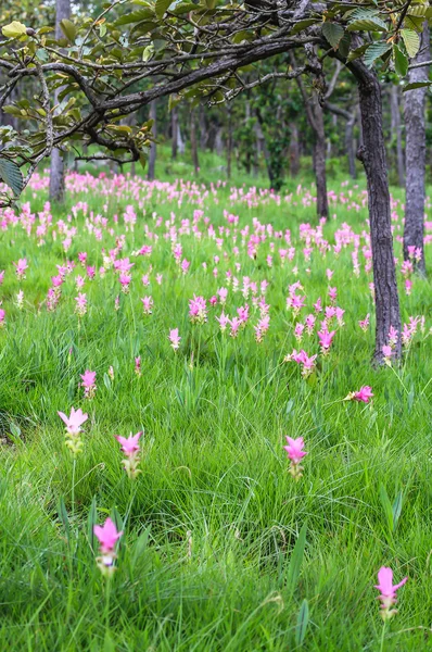 Campi di tulipani siamesi — Foto Stock