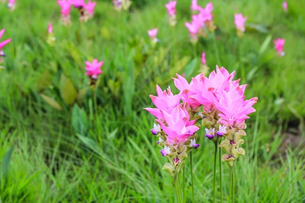 Pola tulipanów Syjamski — Stockfoto