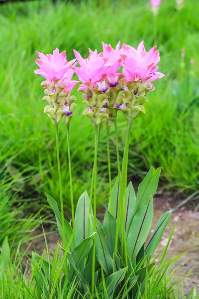 Campos de tulipas siamesas — Fotografia de Stock