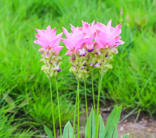 Siamese tulpan fält — Stockfoto