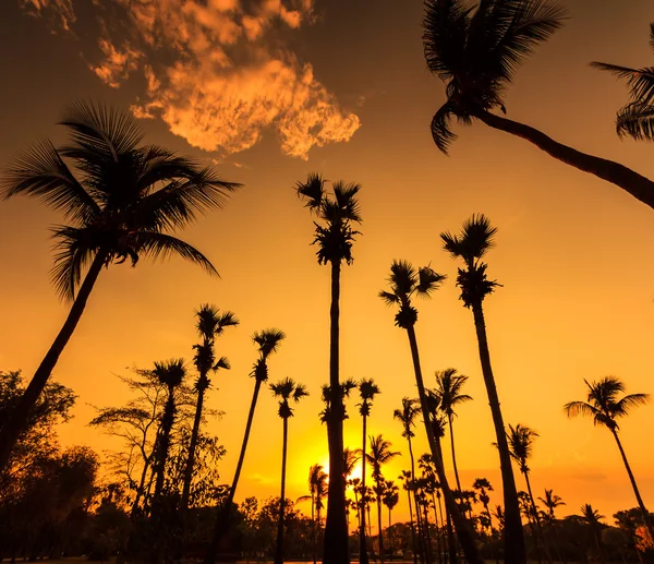 Silhouetten von Kokospalmen — Stockfoto