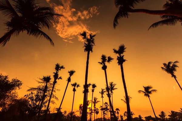 Coconut Tree Silhouettes — Stock Photo, Image