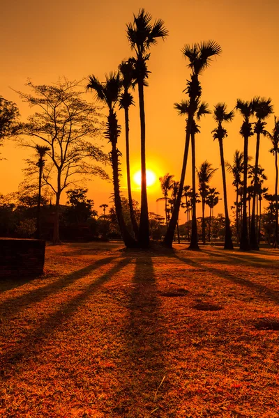 Coconut Tree Silhouettes — Stock Photo, Image