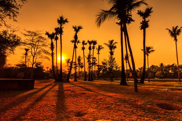 Coconut Tree Silhouettes — Stock Photo, Image