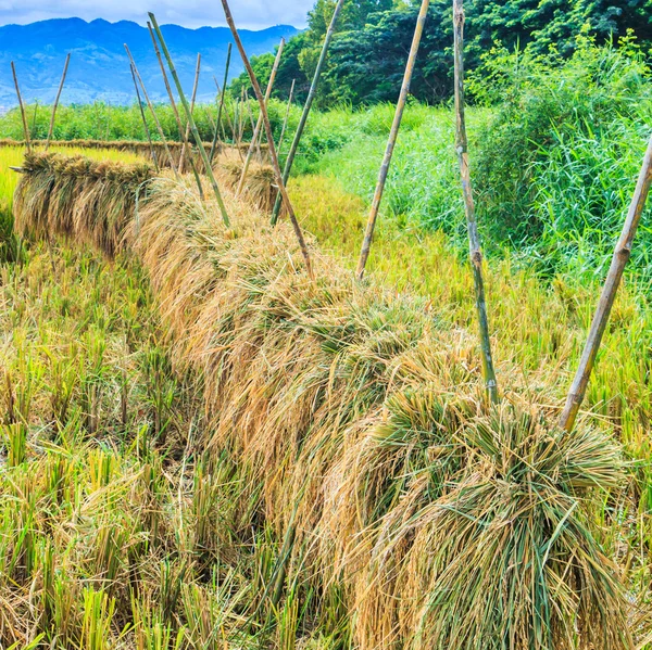 Rice harvested — Stock Photo, Image