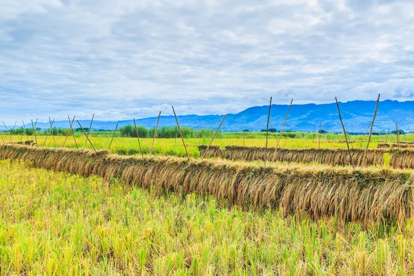 Rice harvested — Stock Photo, Image