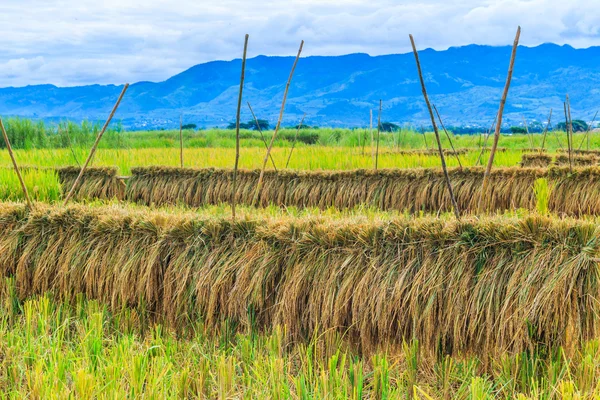 Arroz cosechado — Foto de Stock