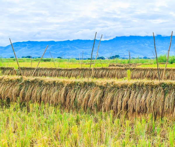 Rijst geoogst — Stockfoto