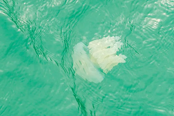 Sea jellyfish floating in the sea — Stock Photo, Image