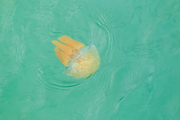 Meduza morze pływające w morzu — Zdjęcie stockowe