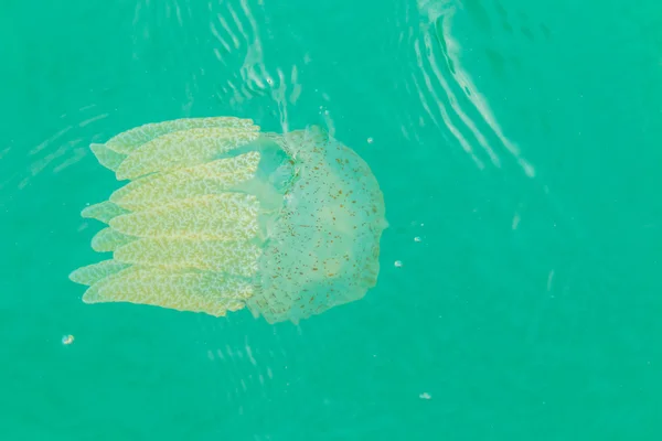 Sea jellyfish floating in the sea — Stock Photo, Image