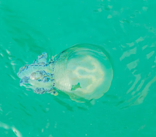 Meduse di mare galleggianti nel mare — Foto Stock