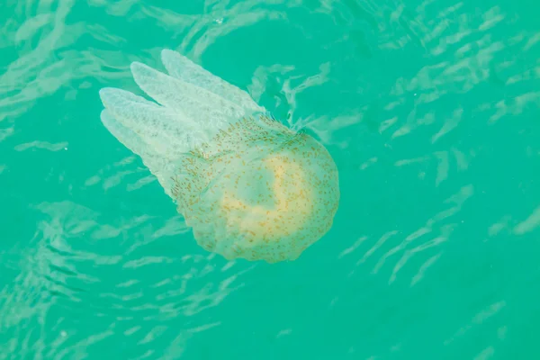 Méduses de mer flottant dans la mer — Photo