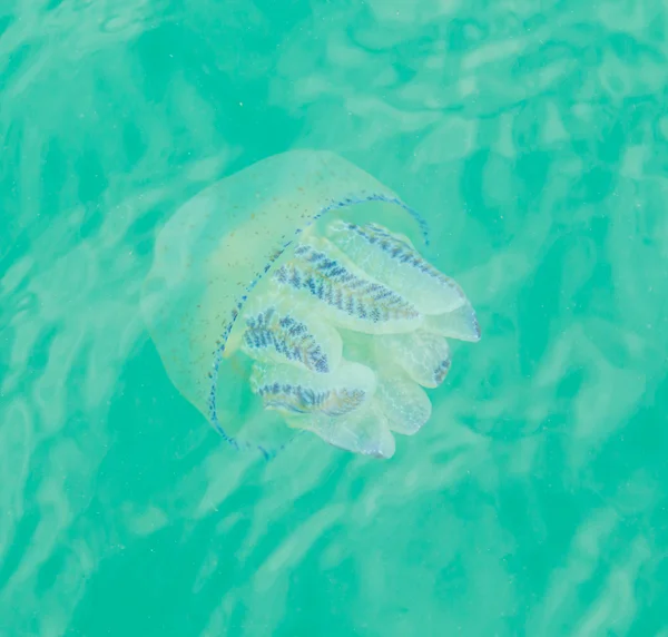 Sea jellyfish floating in the sea — Stock Photo, Image