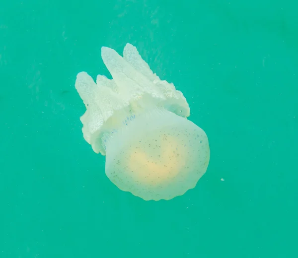 Sea jellyfish floating in the sea — Stock Photo, Image