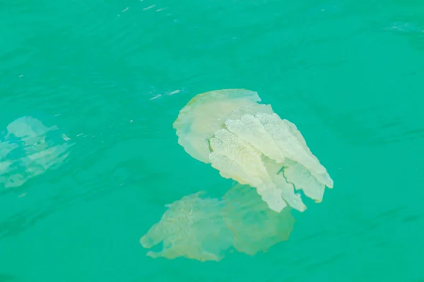 Méduses de mer flottant dans la mer — Photo