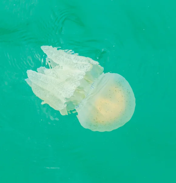 Medusas marinas flotando en el mar — Foto de Stock