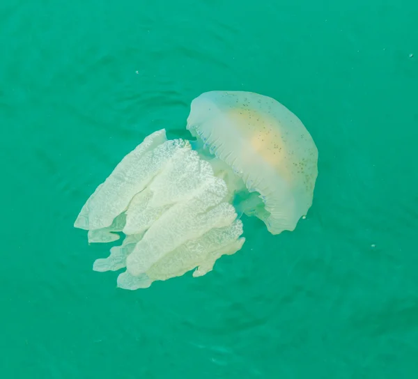 Medusas marinas flotando en el mar — Foto de Stock