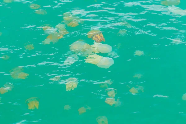 Medusas marinas flotando en el mar — Foto de Stock